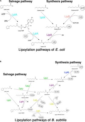 A Novel Lipoate-Protein Ligase, Mhp-LplJ, Is Required for Lipoic Acid Metabolism in Mycoplasma hyopneumoniae